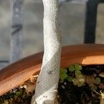 Anredera cordifolia Corteza