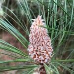 Pinus canariensis Flower