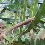 Filicium decipiens Bark