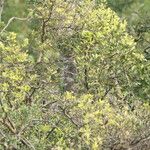 Capparis sepiaria Bark