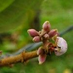 Miconia xalapensis Kvet