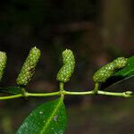 Piper eucalyptifolium Frucht