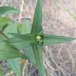 Zinnia peruviana Leaf