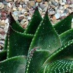 Aristaloe aristata cv. 'Cosmo' Hàbitat