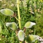 Lupinus × regalis Φρούτο