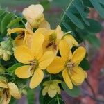 Senna surattensis Flor