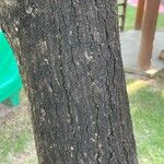Jacaranda cuspidifolia Corteza