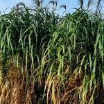 Miscanthus × longiberbis Leaf