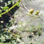 Cleome ornithopodioides