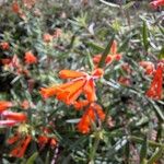 Bouvardia ternifolia Flower