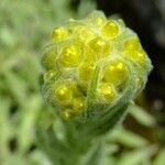 Helichrysum graveolens