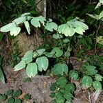 Bauhinia forficata Листок