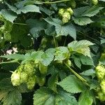 Humulus lupulusHoja