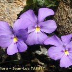 Viola cenisia പുഷ്പം