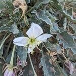 Eulobus californicus Flower