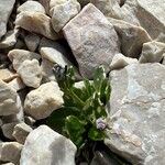 Arabis caerulea Bloem