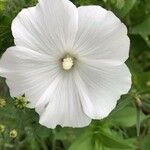 Lavatera trimestris Fleur