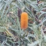 Banksia ashbyi Flor