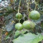 Cryptocarya macrodesme Fruit