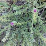 Echium arenarium Hábito