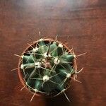 Ferocactus latispinus Blad