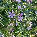 Plumbago europaea 花