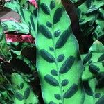 Calathea crotalifera Leaf