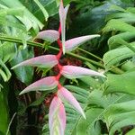 Heliconia chartacea 花