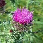 Carduus acanthoides Flower