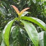 Garcinia atroviridis List