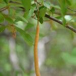 Morisonia indica Fruit