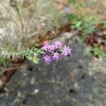 Liatris punctata Blomst