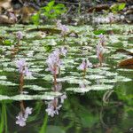 Pontederia diversifolia Plante entière