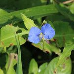 Commelina ensifolia 花