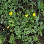 Ranunculus multifidus Hoja