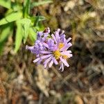 Symphyotrichum laeve Цвят