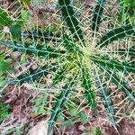 Ptilostemon hispanicus Leaf