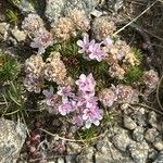 Armeria caespitosa Fiore