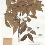 Bocageopsis mattogrossensis Hoja