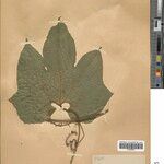 Melothria sphaerocarpa List