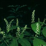 Rinorea flavescens Lorea