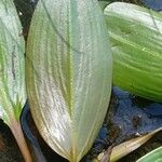 Potamogeton natans Blatt