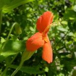 Mimulus cardinalis Flor