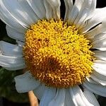 Leucanthemum maximum 花