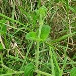 Barleria robertsoniae Leaf