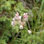 Allium oleraceum ᱵᱟᱦᱟ