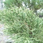 Juniperus occidentalis Листок