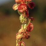 Rumex vesicarius Frucht