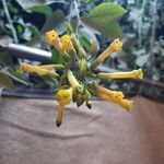 Nicotiana glauca Flower