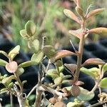 Linaria triphylla Листок